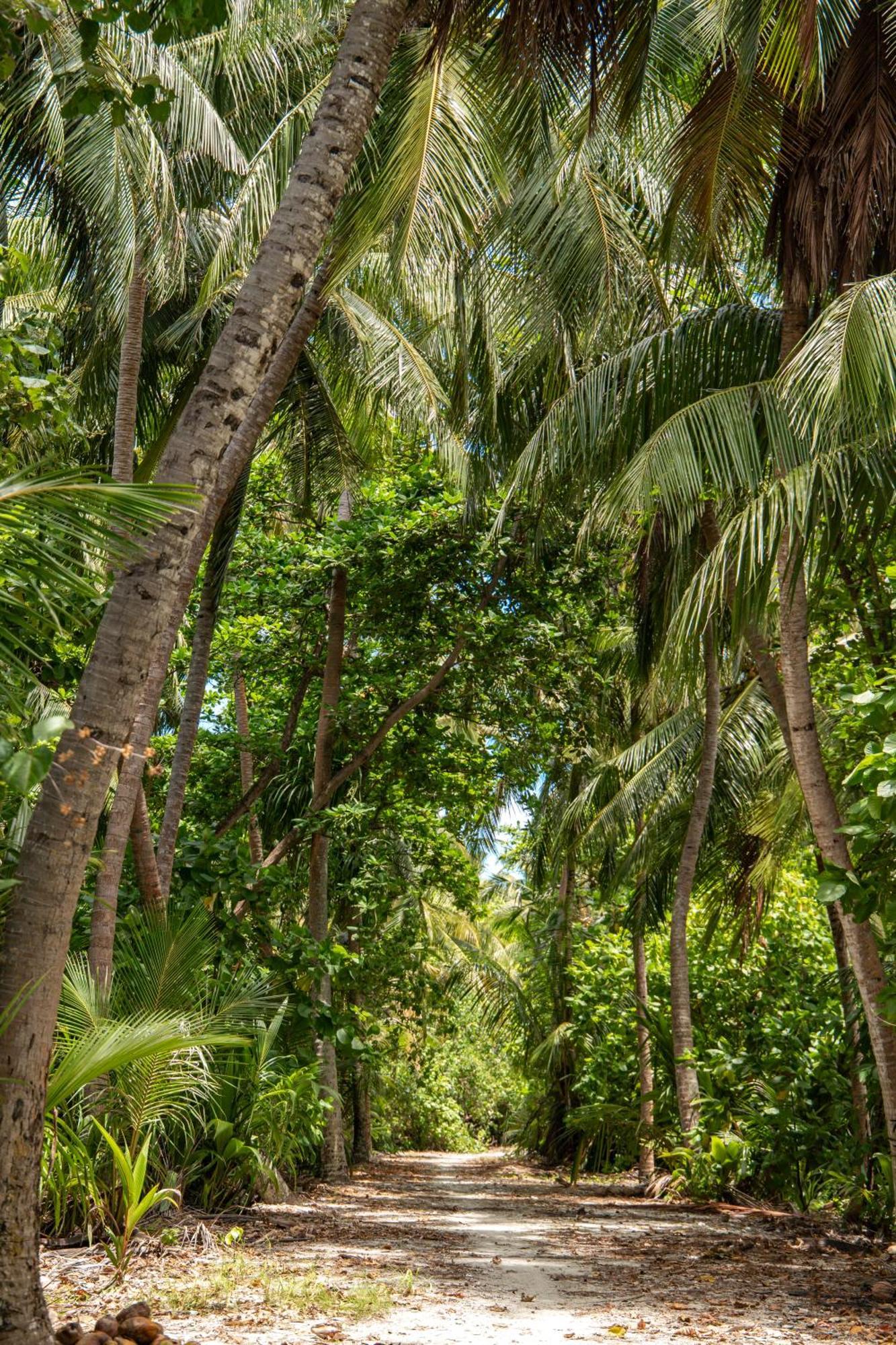Tropical Tree Hotel Fehendhoo Kültér fotó
